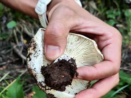 🍄这蘑菇也太绝了!大白脆!泥土还带着香~
认菇攻略+实测!新手也能挖到宝!😎#采蘑菇的乐趣只有体验过才懂 #野生菌 #捡蘑菇的快乐只有体验过才懂 #采菌子的乐趣 #山林寻宝小能手