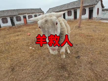 从小养到大的羊狗牛猪到底会不会救人,今天测试一下#农村生活#狗#一只羊的故事#宠物