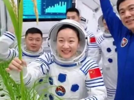 向世界宣布!中国第三代太空水稻迎丰收,口感更甜更营养!#太空水稻 #水稻种植 #民以食为天