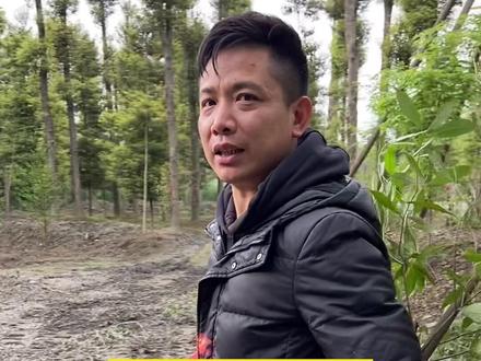带大家看金丝楠木树苗怎样移栽才能提高存活率,北方也能种#金丝楠 #金丝楠木树苗 #别墅庭院植物 #三农