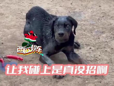 真的好恐怖 #狗狗 #狗子成精了 #狂犬病 #娱乐 #娱乐评论大赏