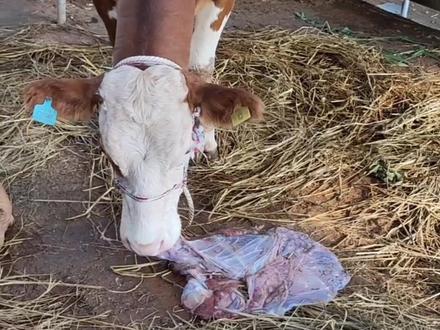 分享养殖技术,发展养殖事业。#胡一豪讲牛羊 #养牛 #养牛技术