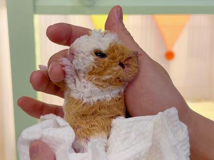 二胎就是很顺畅奥突突突10分钟生三#萌宠 #荷兰猪 #豚鼠