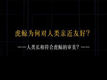 重磅揭秘:“海洋街溜子”、海洋里的公认的霸王——虎鲸,为啥对人类却出奇的友好?