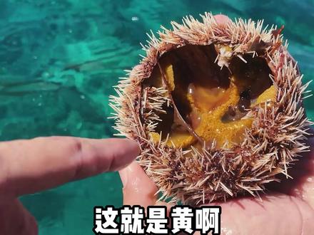 海南海胆到底有没有黄?这是海胆的黄吗?同伴们争议很大啊。#海胆 #潜水#海南 #海洋生物