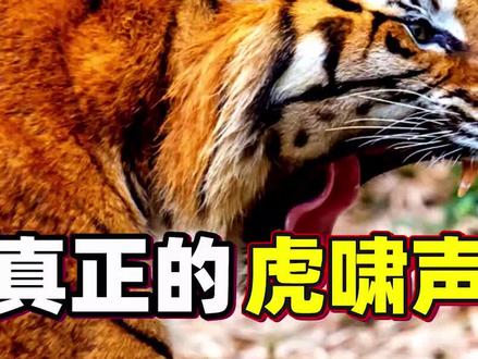 真正的虎啸声,你听过吗? #虎啸声 #老虎 #虎啸 #动物园老虎 #野生老虎