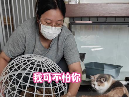 胖虎:你给我走着瞧 #猫咪的迷惑行为 #萌宠搞笑 #萌宠出道计划