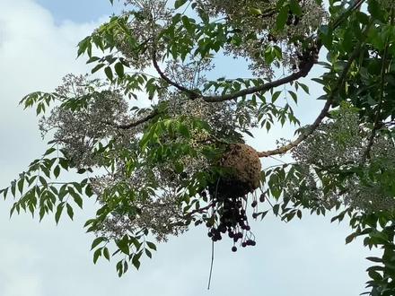 你见过树上的蚂蚁窝吗?我拍摄了12个蚂蚁窝,前7个是牛粪和泥巴造的窝,后5个是树叶造的蚂蚁窝#海南#蚂蚁窝#神奇的大自然 #手机摄影