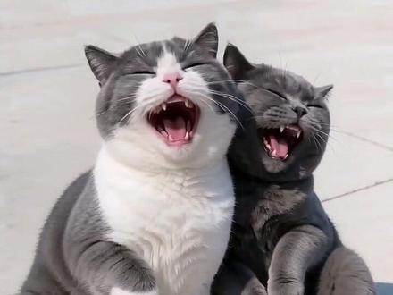 2被这俩小猫的工资对话整破防了#AI猫咪的薪资谎言 #随变ai随便玩