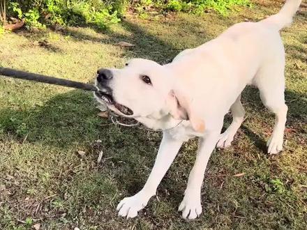 纠正狗狗爱咬绳子这个坏习惯#拉不拉多 #训犬教程 #广州狗狗训练