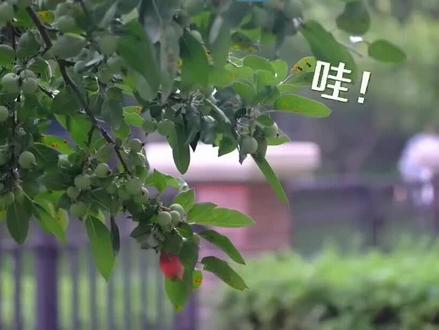 橹嬷频道之突围先导片(2)#橹嬷#王橹杰