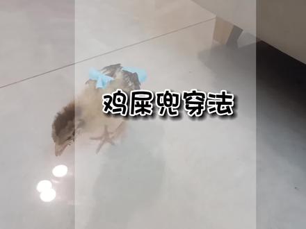 穿这鸡屎兜,真香啊!再也不用跟在鸡屁股后面捡屎啦,小鸡养一个多月啦,轻松愉快当铲屎官#养小鸡 #养鸡小妙招 #手工diy #铲屎官的乐趣 #劳动教育