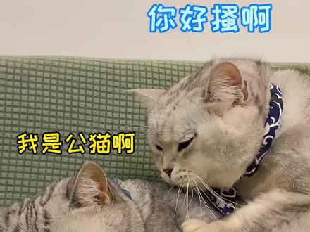 得不到你,就得到你的男人?#家有萌宠 #猫咪的迷惑行为