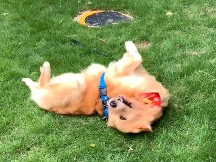 狗狗喜欢地上摩擦打滚,有可能是这个问题😳