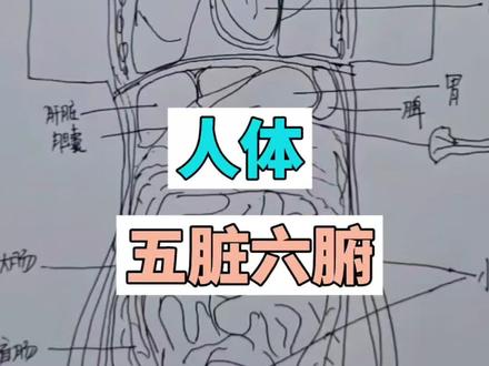你对自己的身体了解吗?#手绘 #医学科普