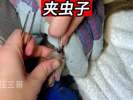 保持呼吸,小松鼠又被马蝇幼虫给寄生了#马蝇幼虫 #解压 #助眠 #极度舒适 #强迫症