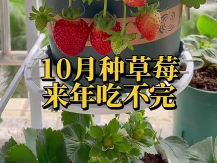 草莓是什么季节的时候出来的 aa574c6490c5067c64cc4577f6e1fcad~tplv-dy-resize-origshort-autoq-75:330.jpeg?x-expires=2005891200&x-signature=nAatEdvuu16EgTKC4Miz2yTBQLI%3D&from=3213915784&s=PackSourceEnum_AWEME_DETAIL&se=false&sc=cover&biz_tag=pcweb_cover&l=202307281656261870EA682F7B6807EDFC