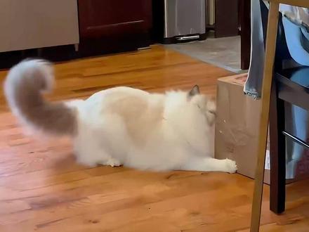 猫咪的屎山代码到底有多抽象? #猫咪 #猫咪知识 #宠物 #养宠人的治愈谁懂啊