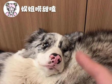 养边牧的家庭一定要好好引导狗子 #边牧 #离谱 #狗子成精了