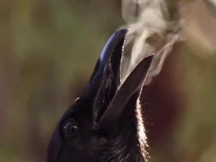 20种好听的鸟叫声 #热点 #科普 #百科 #鸟