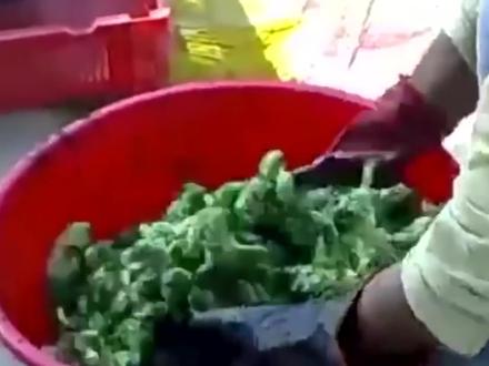 两元一只的彩色小鸡,看完染色的全过程,你还忍心购买吗?