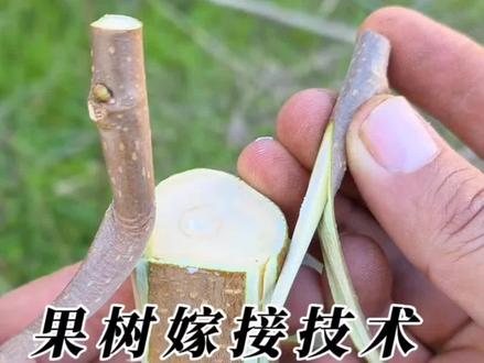一种成活率高且嫁接时间比较长的嫁接技术,适合新手 #果树嫁接 #嫁接技术 #嫁接教程 #内容启发搜索 #创作灵感