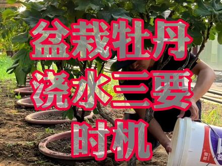 盆栽牡丹浇水三要:时机、水量、时间#牡丹夏季管理 #牡丹养护方法 #牡丹 #新农人计划2023 #支持三农扶持三农发展