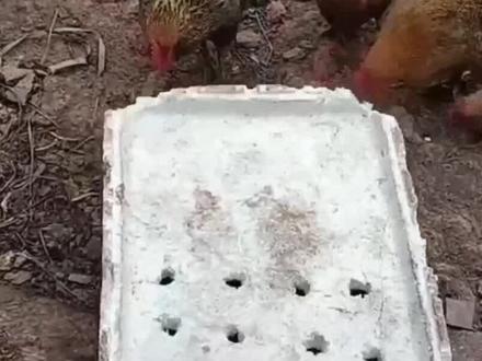 泡沫是化学品,鸡为什么会喜欢吃泡沫?鸡吃了会不会中毒?(3)