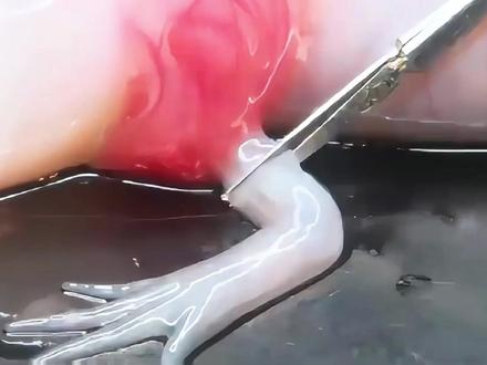 美西螈:活了2.9亿年 却逃不出一双手的距离 #动物世界 #美西螈 #动物独白 #神奇动物在抖音 #动物科普