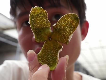 陈皮怎么选记住这四个点就可以了! #新会陈皮