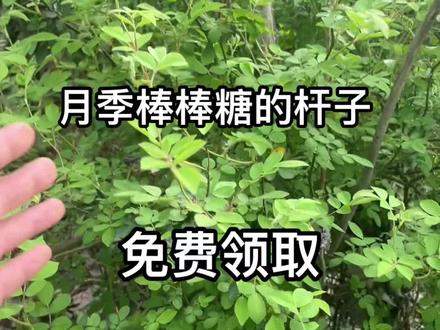 棒棒糖月季的杆子不用花钱也能拥有,看完视频,买把园艺剪就可以去领取啦! #你的家乡有这种植物吗 #无刺蔷薇 #月季棒棒糖 #棒棒糖月季