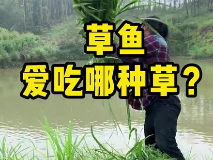 草鱼爱吃哪种草?#鱼虾蟹养殖 #四大家鱼养殖 #草鱼养殖 #三农 #水产养殖 #水产人