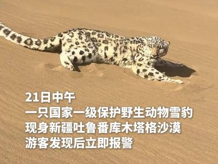 雪豹迷路“惊现”吐鲁番沙漠(记者:周生斌、张瑜)