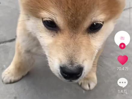 裸眼3D小狗教程来了#裸眼3D #小狗🐶