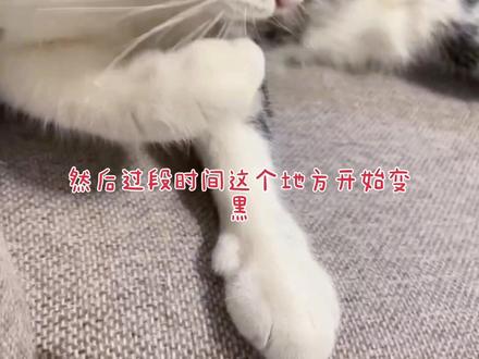 #猫咪嘴角脱毛变秃怎么办#美短虎斑猫 #猫咪脱毛 使用皮炎平能有效治疗真菌引起的猫咪脱毛掉毛黑下巴,亲测有效