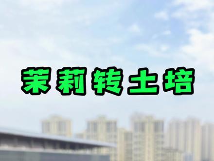 你的#水培茉莉 是不是一直都不开花也养不出状态呢?#阳台花园 #茉莉花 #茉莉#绿植花卉 #多多玩绿植@抖音小助手