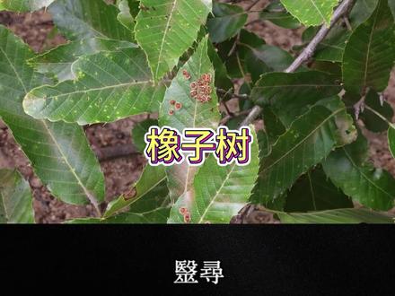 麻栎,就是橡子树 #中草药 #草药 #中草药科普 #野生中草药材 #药用植物 #植物科普#植物#野生植物#橡子