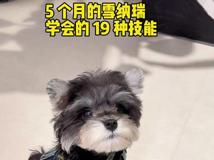 5个月的雪纳瑞学会的19种技能,到家36天,有13天都在外面 自驾游,能学会这么多,宝宝真的很厉害了!
#雪纳瑞 #雪纳瑞哦莫 #训练狗狗 #狗狗技能 #训犬