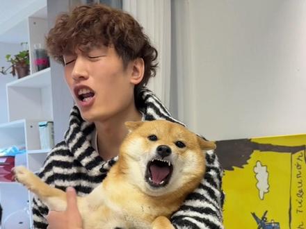 就这个样我怎么带回家过年#柴犬 #小柴佩奇#柴犬佩妮