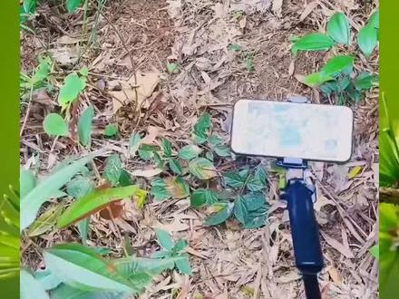 现在科技就是发达,冬笋探测仪,上山挖冬笋,一挖一个准#大山里的原生态 #深山挖笋