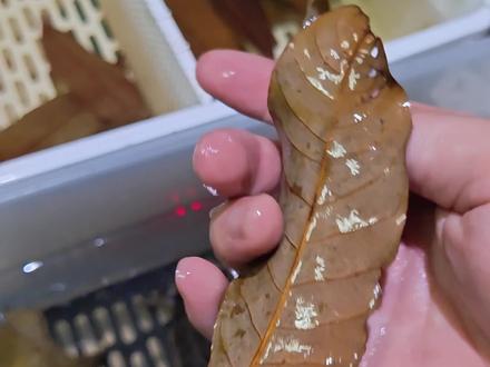 龟缸里面放龙眼叶有何用?为啥养龟的都喜欢放这个,你还别说,这个的确省事儿#养龟日常 #乌龟 #新手养龟 #宠物龟 #小乌龟