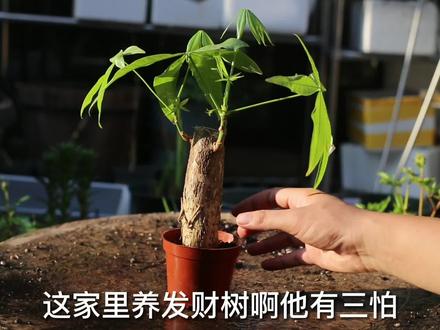 养发财树有“三怕”,园艺师教你,浇点营养液,叶片翠绿又油亮#养花