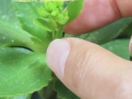 长寿花第一个花苞到底是掐掉好还是不掐掉好?#分享养花经验 #长寿花 #养花小知识 #分享知识 #养花