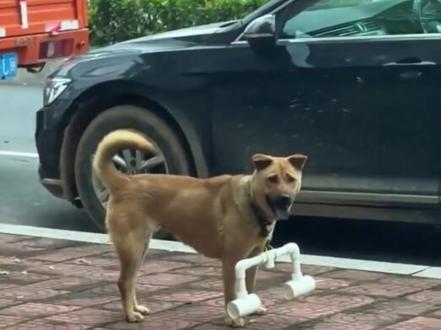 狗子也戴上了项链,这是为什么呢?#狗咬人