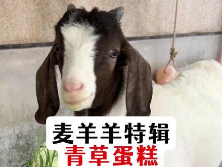 麦麦特辑:青草蛋糕 #我的乡村生活 #青草蛋糕 #懒羊羊当大厨