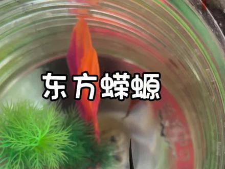 家里的新成员#小火龙 #东方蝾螈 #蝾螈 #爬宠