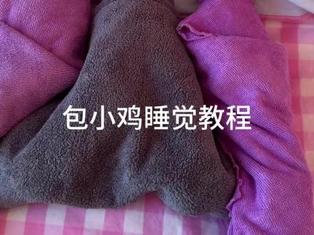 接上一条,麻烦帮我看看谁在装睡?#真实生活分享计划 #萌宠 #小鸡崽 #和尚鹦鹉 #宠物鹦鹉