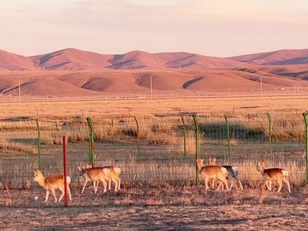 #人与自然和谐共生 普氏原羚的守护者—尖木措