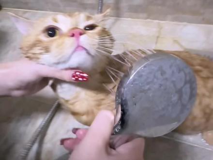谁规定的小猫咪过年就得洗澡啊!#带猫回家过年 #干活vlog #过年氛围提前搞起来了 #洗年猪 #高能量日常