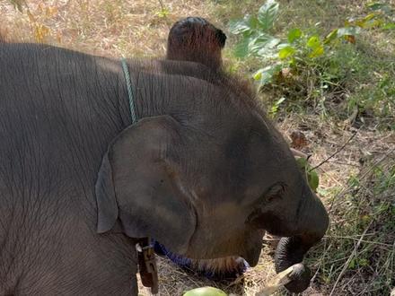 在缅甸养的大象,竟然被小孩哥教训 #缅甸生活 #大象 #大奥 #彩色宝石 #尖晶石